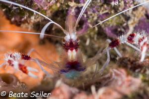 Banded coral shrimp of Bonaire by Beate Seiler 